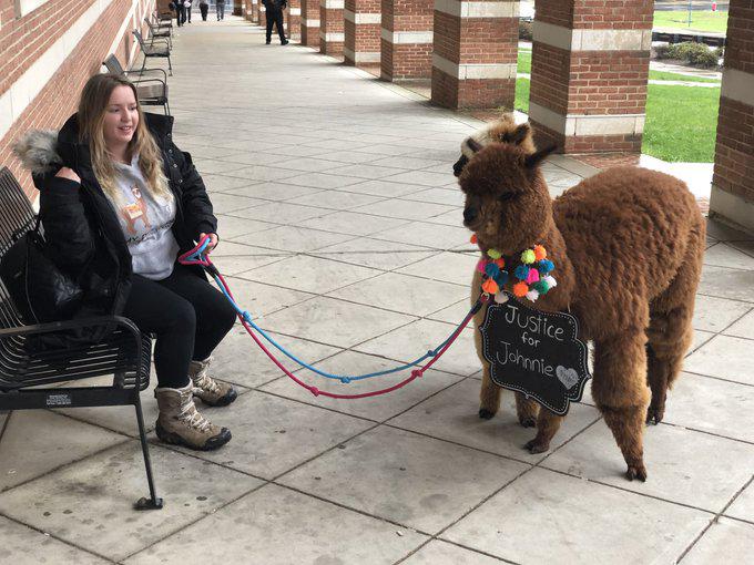 Depp fan brings emotional support alpacas to trial 8