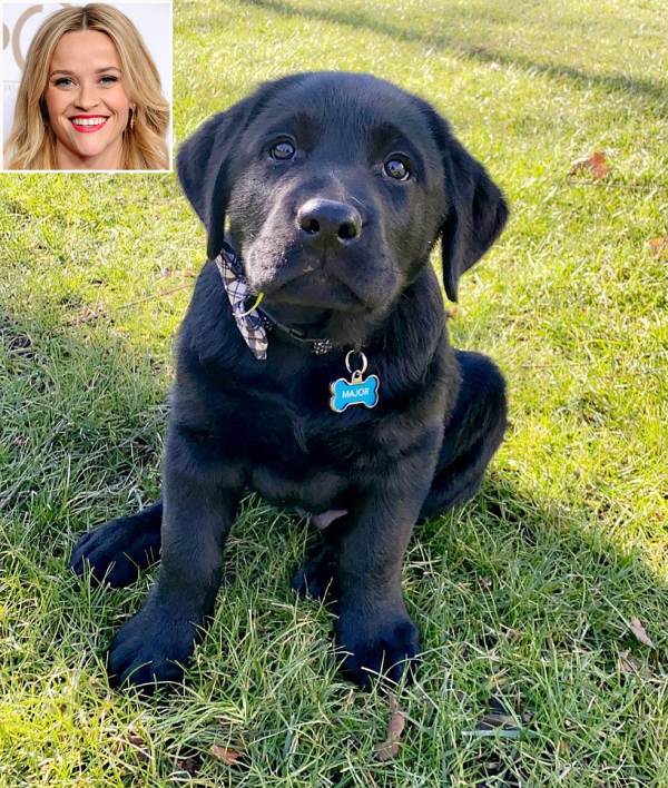 Reese Witherspoon's Dog Major