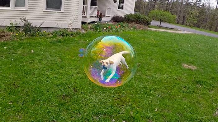 Bubble Dog 15