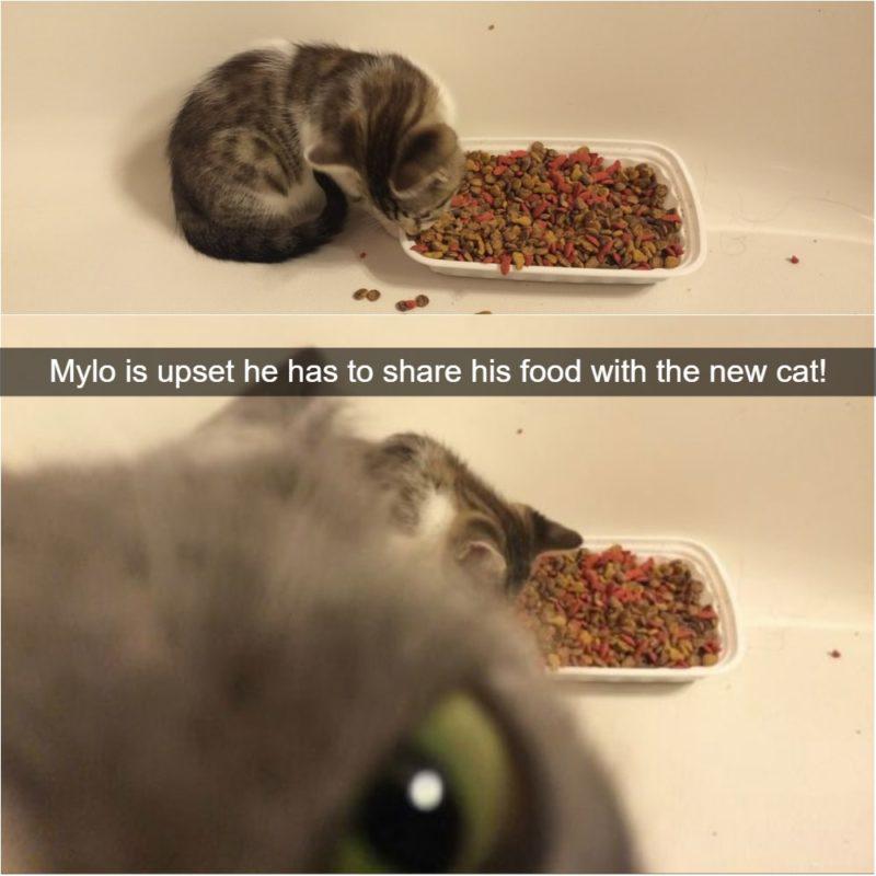 Mylo doesn't share food 37