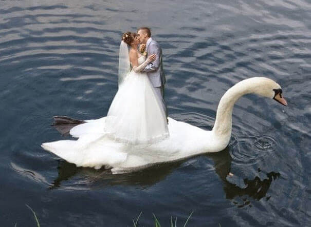 That Is Either A Giant Swan Or A Tiny Couple 