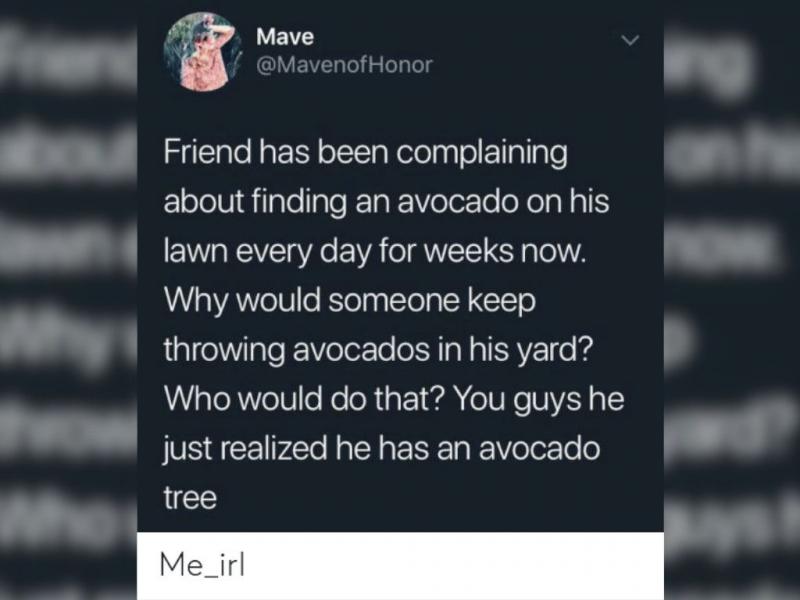 The Mystery Of The Avocados