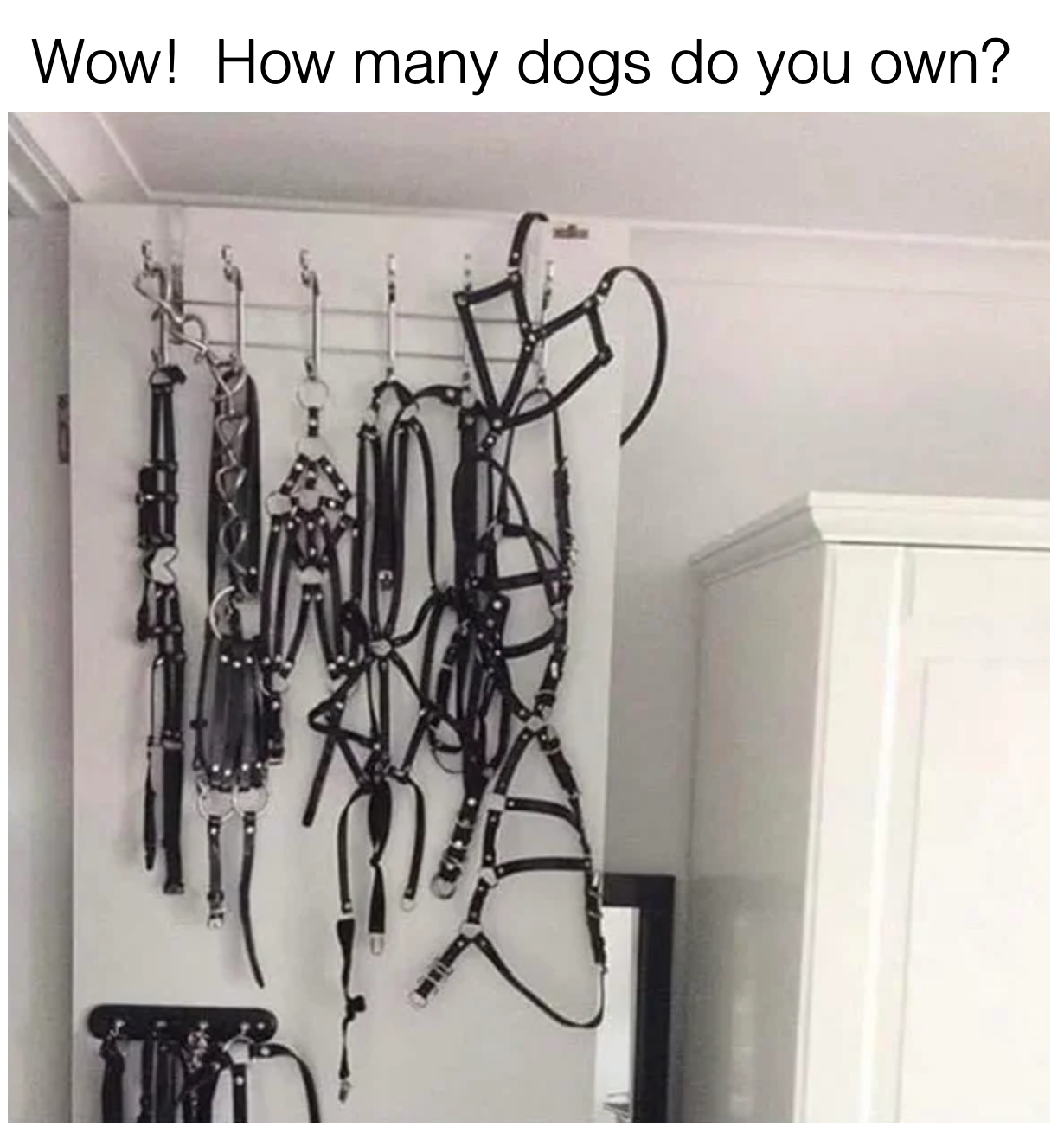 11. Thats a whole lotta dogs!