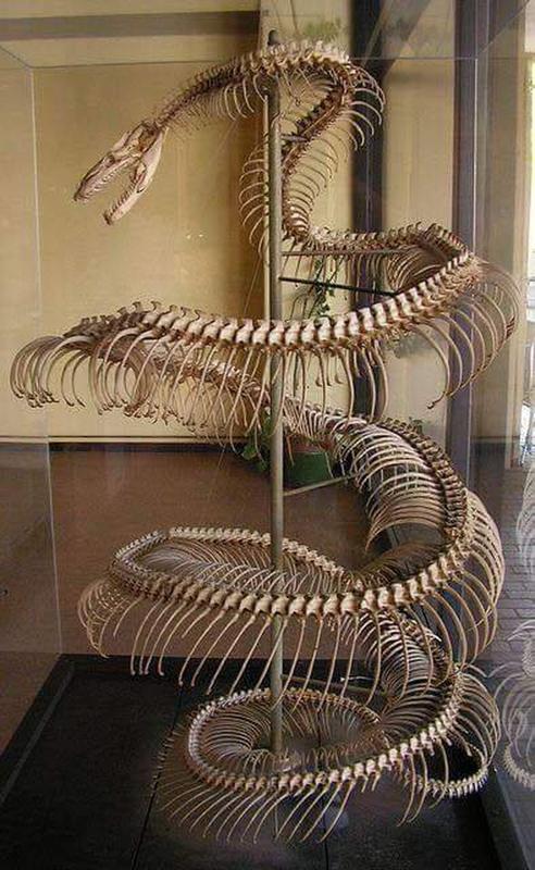 The skeleton of a 28 ft anaconda.