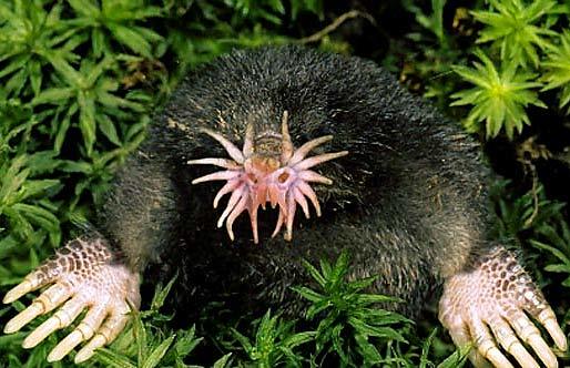 The star-nosed mole is one of nature's most interesting creatures.