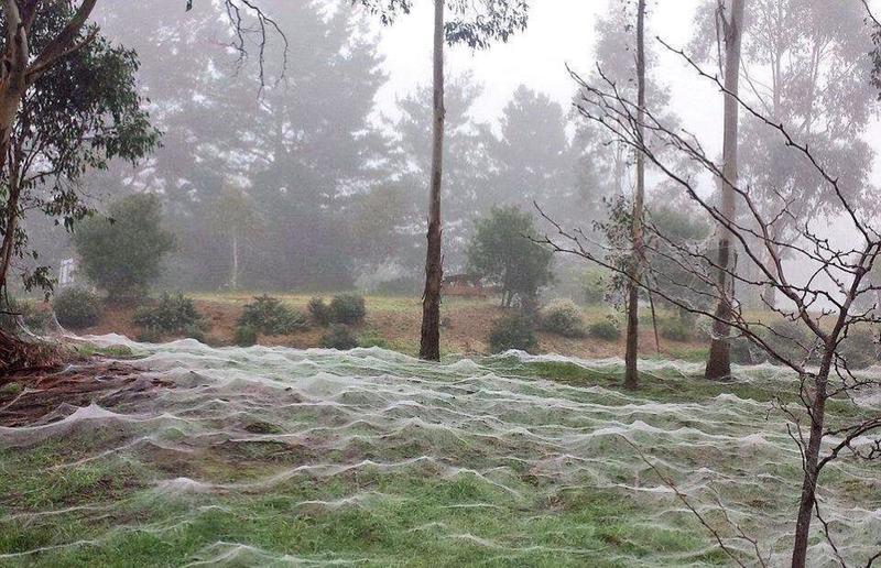 A field of spider webs in Australia.