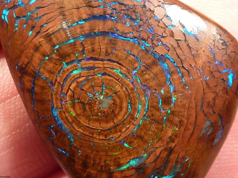 A 100 million year old tree fossil with opal growth rings.