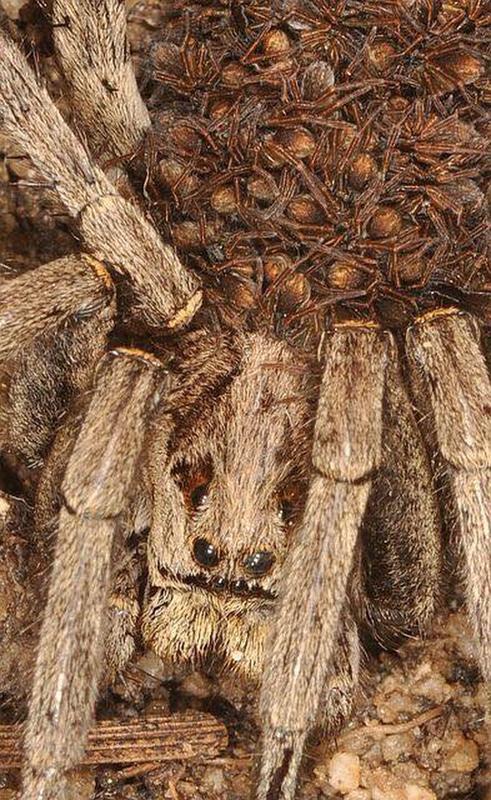 Creepy close up look at a mother wolf spider carrying her young.