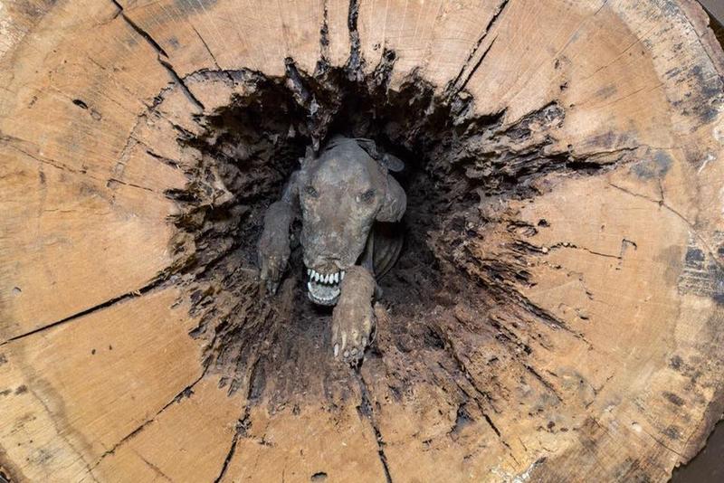A logger discovers a mummified dog discovered inside the trunk of a hollow tree in the 1980s.