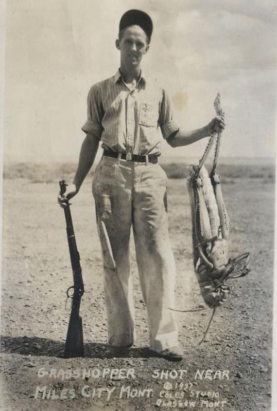 After eating some special plant food that farmer A. L. Butts had sowed on his apple orchard, the grasshoppers grew to an astounding 3 ft. in length.