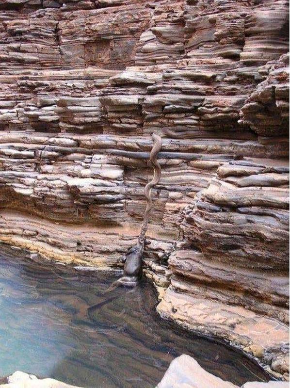 Look closer and see the size of the snake and the kangaroo being pulled out of the water in Western Australia.