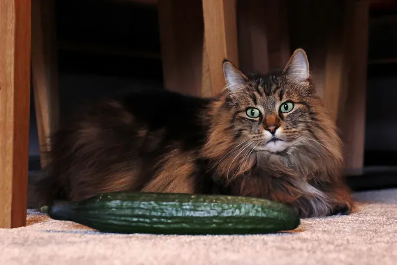 Cucumber Phobia