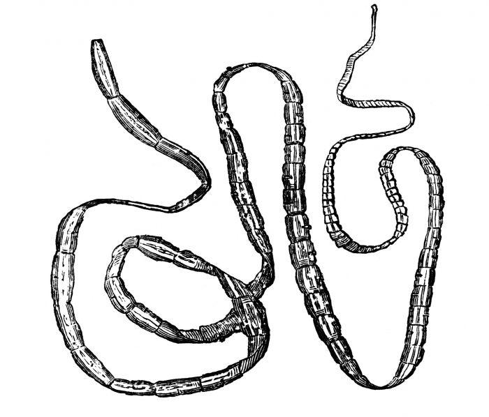 Tapeworms Can Grow Up To 32 Feet Long Inside Of An Adult Human Body
