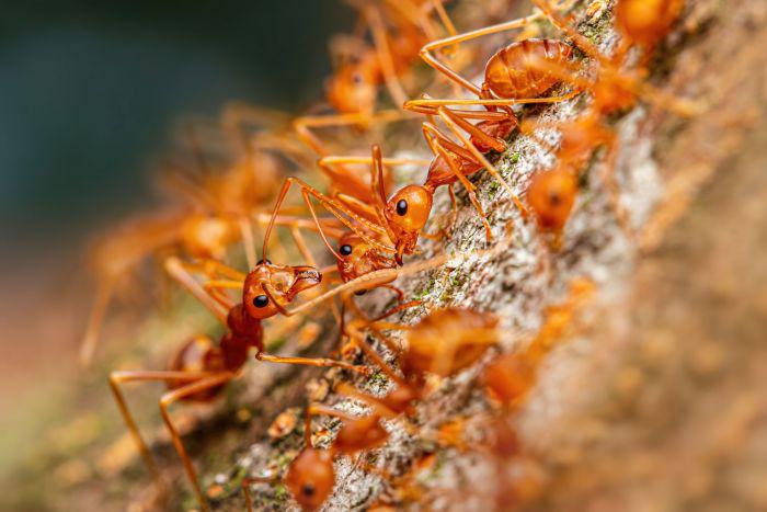 Some Estimates Approximate That There Are 1 Million Ants For Every Human Being On Earth