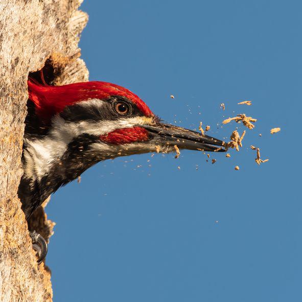 Woodpeckers Wrap Their Tongues Around Their Brains To Protect Them From The Vibrations Of Their Drilling