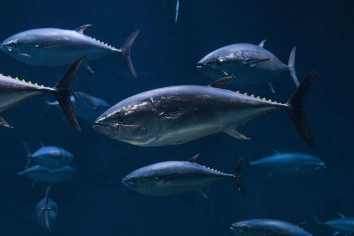 Atlantic Bluefin Tuna Can Cook Itself If It Becomes Too Stressed Due To Its Warm Blood