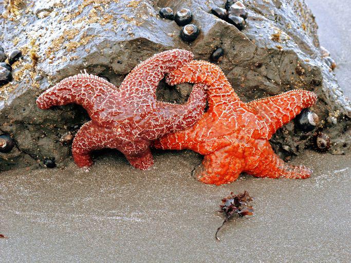 Starfish Don’t Have Blood. They Circulate Nutrients By Using Seawater In Their Vascular System