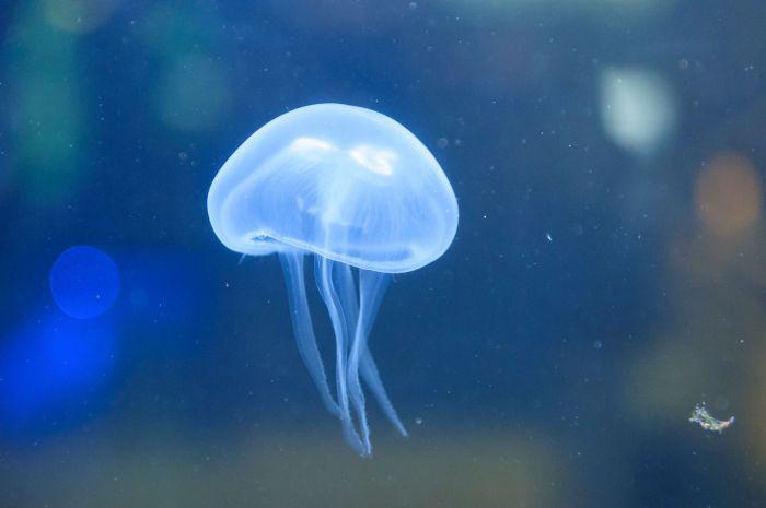 The Irukandji Jellyfish Can Inflict A Sense Of Impending Doom