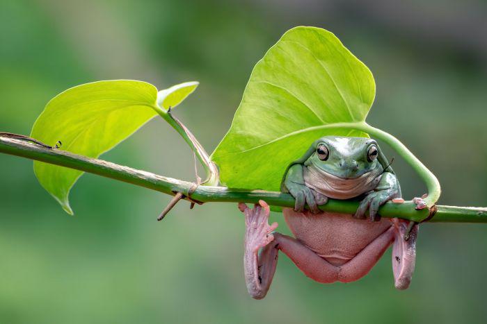 Frogs Use Their Eyeballs To Swallow.
