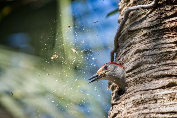 Woodpeckers Eat The Brains Of Smaller Birds If They Get Too Hungry