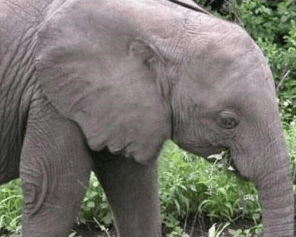 Elephant Ears 12