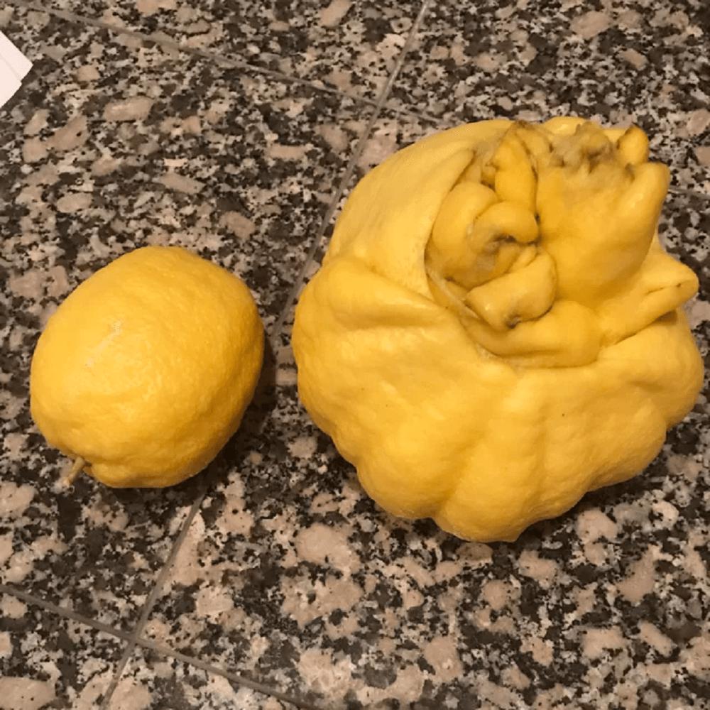 Mutant Lemons 44