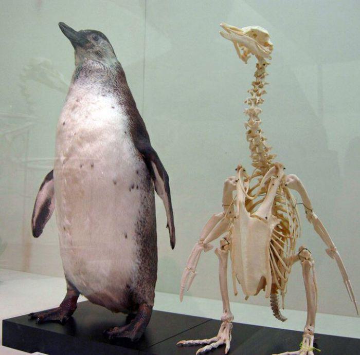 Penguins Have Knees And Very Long Necks.