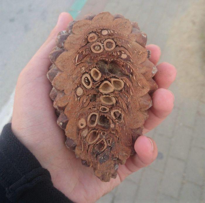 The Inside Of A Pine Cone.