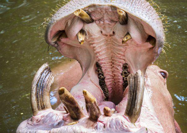 The Inside Of A Hippo&#039;s Mouth.