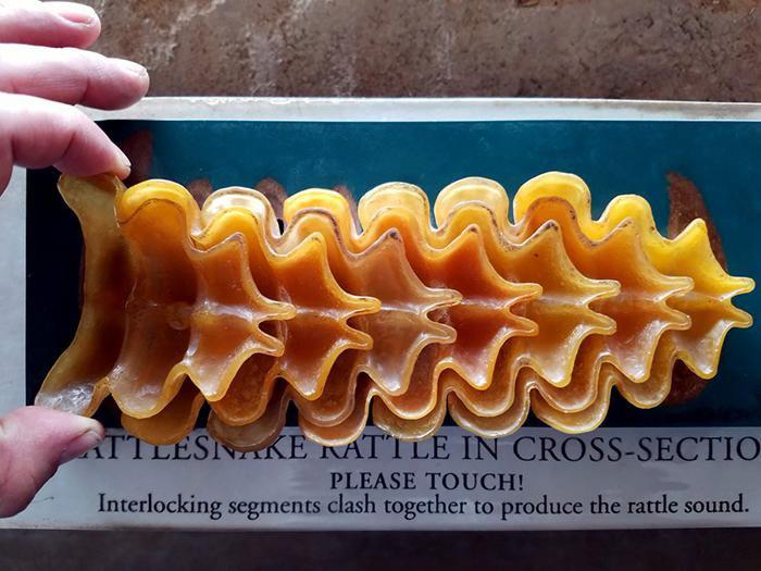 Cross Section Of A Rattlesnake&#039;s Rattle.
