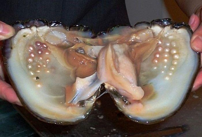 Pearls In An Oyster.