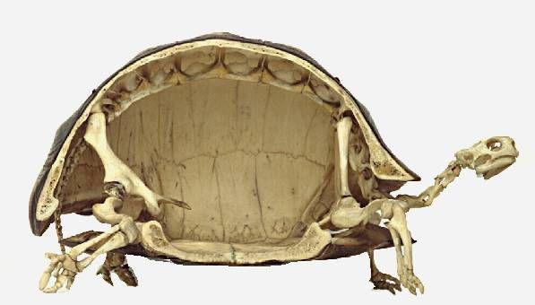 Tortoises Are Actually Hollow Inside.
