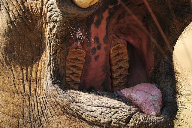 Inside An Elephant&#039;s Mouth.