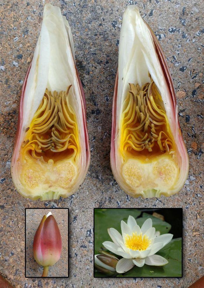 Overblown White Water Lily Cut In Half.
