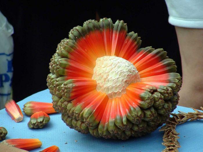 The Inside Of A Hala Fruit.