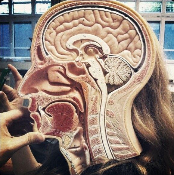 Inside Of A Human Head.