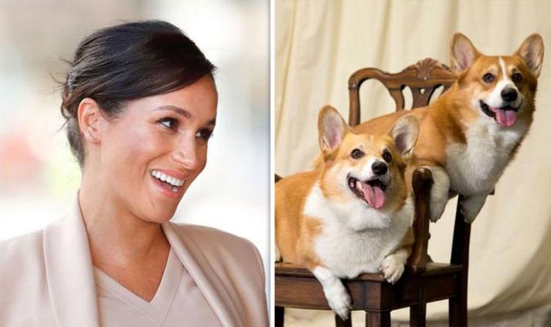 The Queens Corgi&#039;s Approve 24