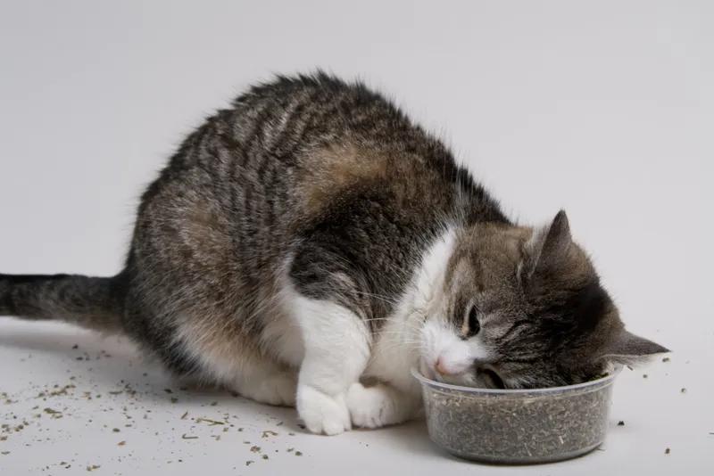 Catnip Cravings