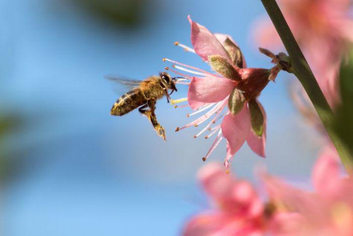 A Male Honeybee Drone Lives For Only 50 Days, Dying Quickly After He Reaches Maturity And Mating With The Queen Bee