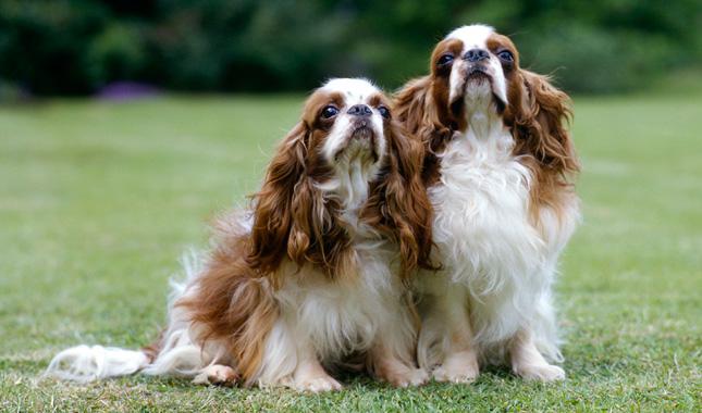 English Toy Spaniel