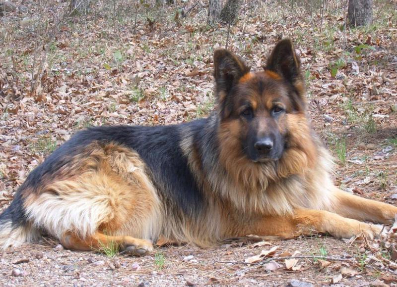 German Shepherd