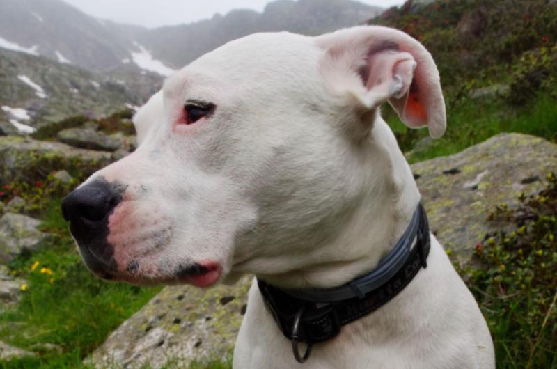 Dogo Argentino