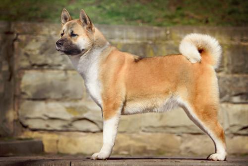 Akita