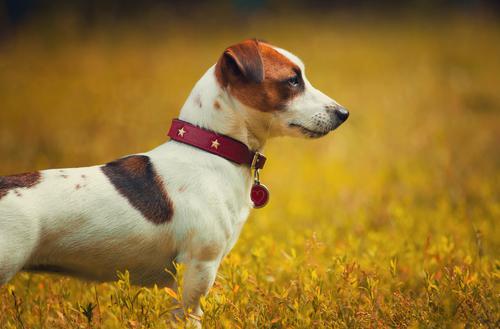 Jack Russell Terrier