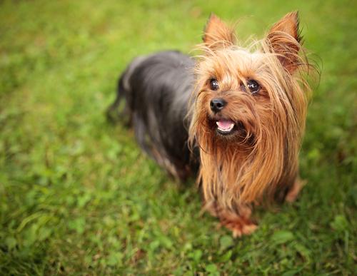 Yorkshire Terrier