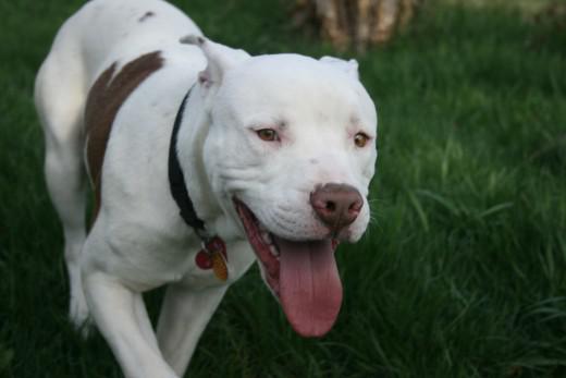 American Pit bull Terrier