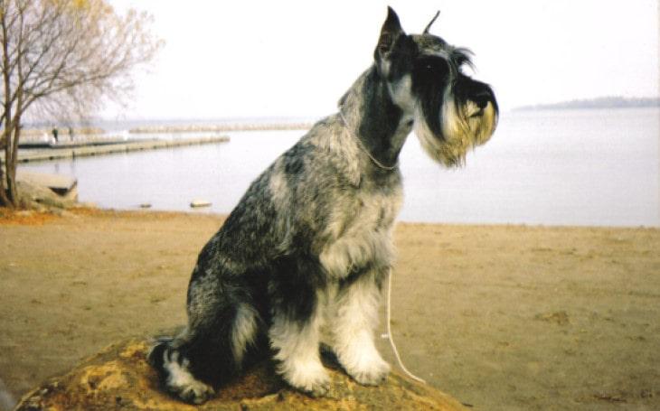 Standard Schnauzer