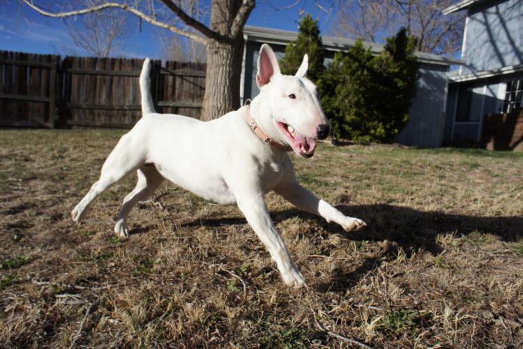 Bull Terrier