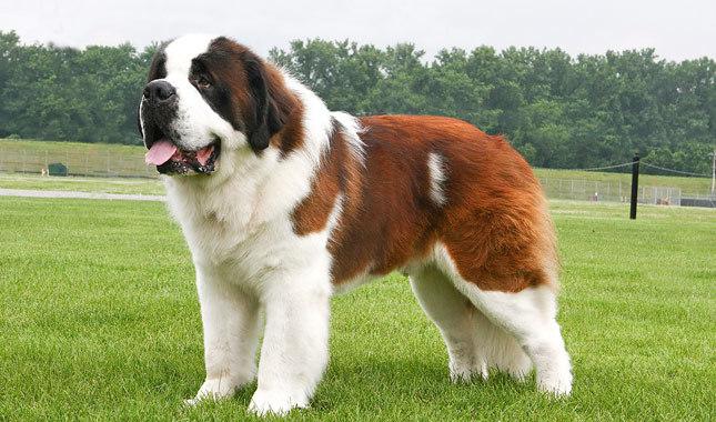 Saint Bernard