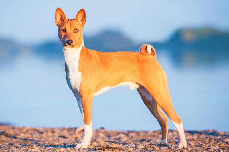 Basenji